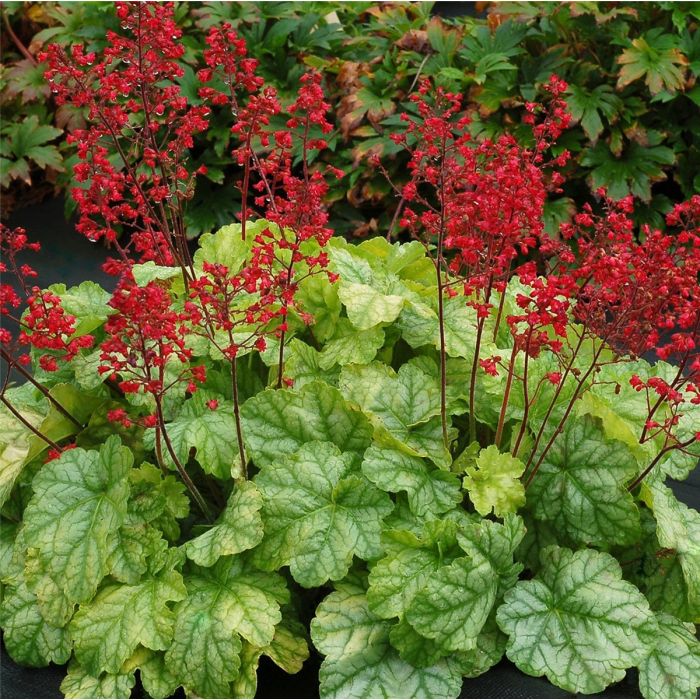 Purpurgl\u00F6ckchen\u0020\u0028Heuchera\u0020villosa\u0029\u0020Tokyo