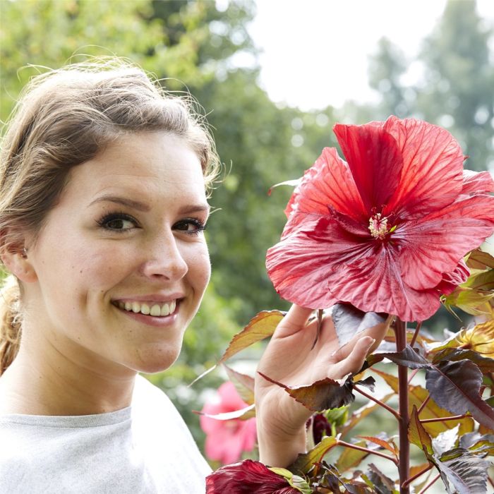 Riesen\u002DHibiskus\u0020\u0028Hibiscus\u0020moscheutos\u0029\u0020CAROUSEL\u0020\u0027Geant\u0020Red\u0027