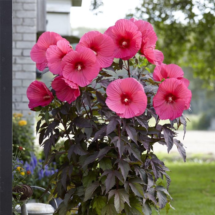 Riesen\u002DHibiskus\u0020\u0028Hibiscus\u0020moscheutos\u0029\u0020Carousel\u0020PINK\u0020PASSION