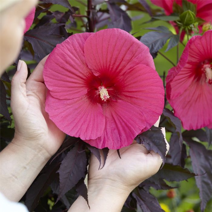 Riesen\u002DHibiskus\u0020\u0028Hibiscus\u0020moscheutos\u0029\u0020Carousel\u0020PINK\u0020PASSION