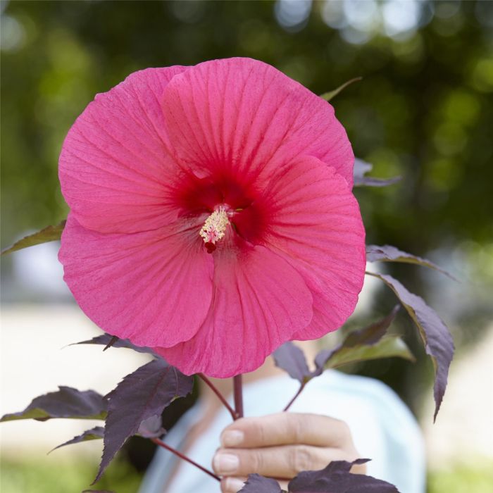 Riesen\u002DHibiskus\u0020\u0028Hibiscus\u0020moscheutos\u0029\u0020Carousel\u0020PINK\u0020PASSION