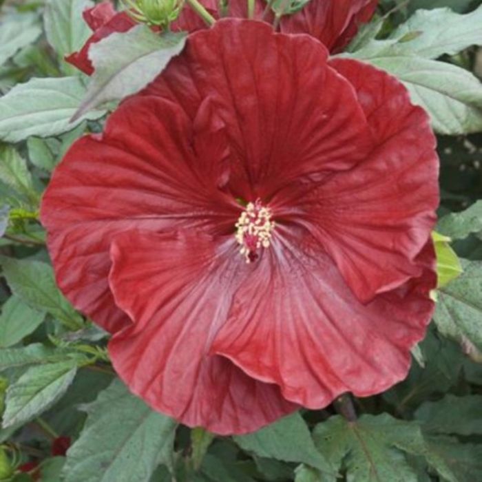 Riesen\u002DHibiskus\u0020\u0028Hibiscus\u0020moscheutos\u0029\u0020Cranberry\u0020Crush\u00AE