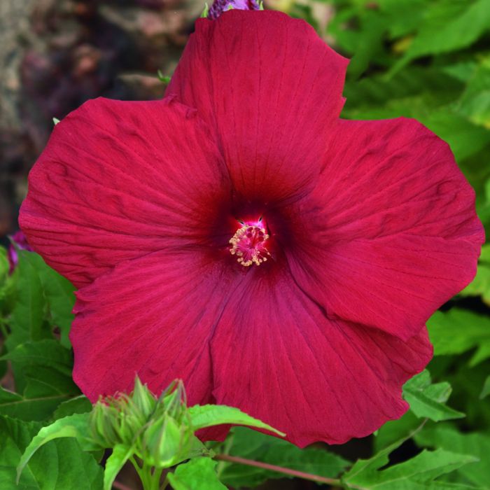Riesen\u002DHibiskus\u0020\u0028Hibiscus\u0020moscheutos\u0029\u0020SUMMERIFIC\u0020My\u0020Valentine