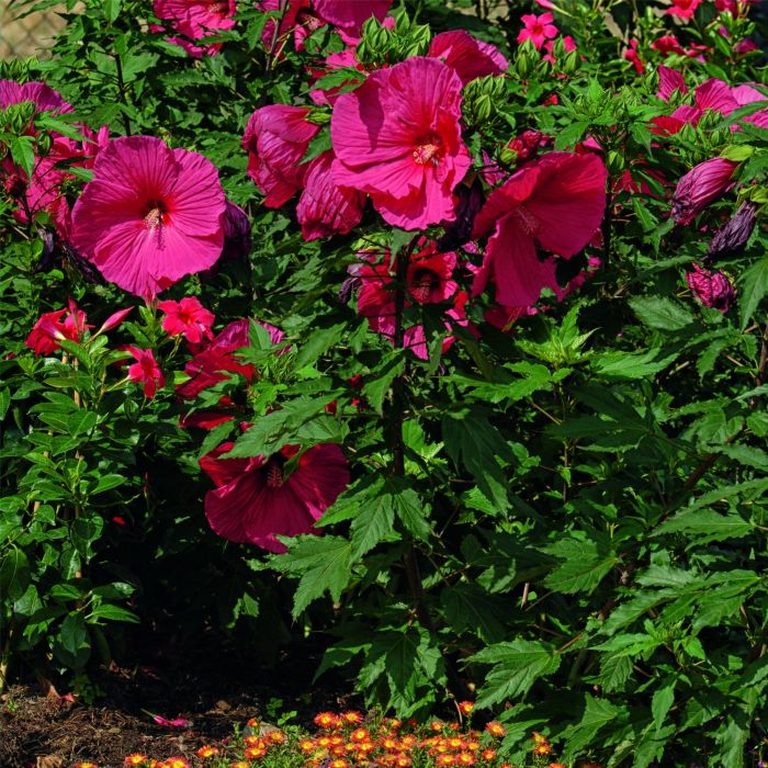 Riesen\u002DHibiskus\u0020\u0028Hibiscus\u0020moscheutos\u0029\u0020SUMMERIFIC\u0020My\u0020Valentine