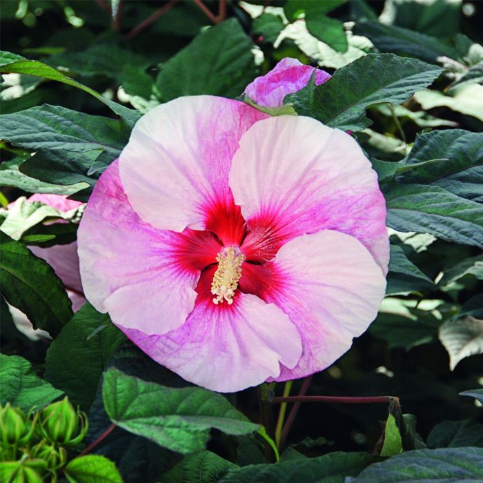 Riesen\u002DHibiskus\u0020\u0028Hibiscus\u0020moscheutos\u0029\u0020SUMMERIFIC\u0020Perfect\u0020Storm