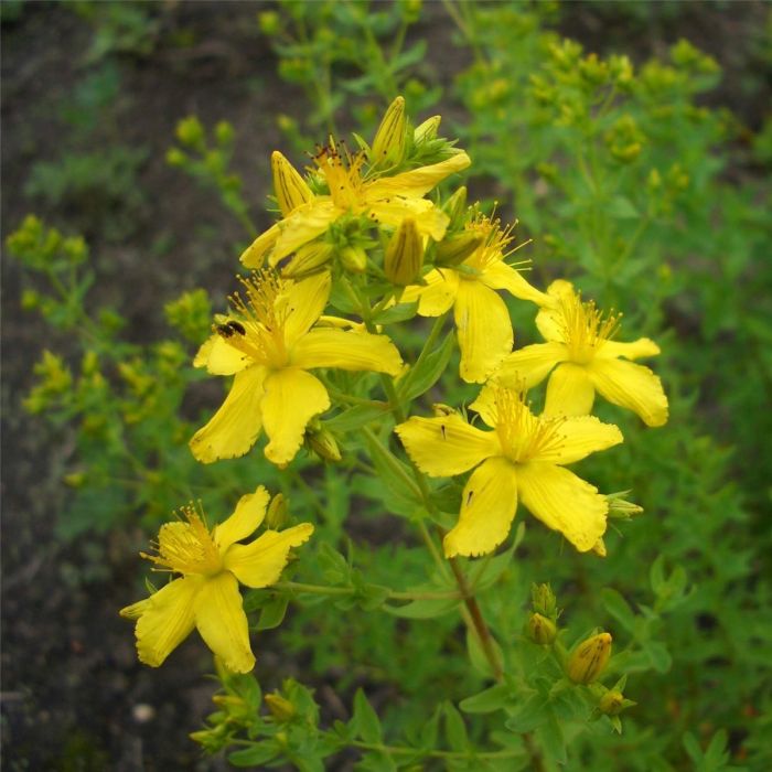 Echtes\u0020Johanniskraut\u0020\u0028Hypericum\u0020perforatum\u0020\u0029\u0020Topas