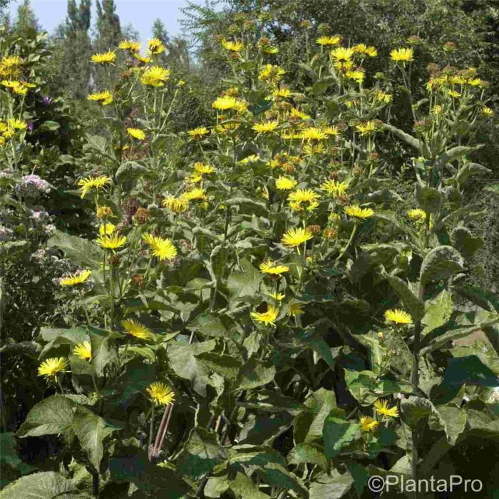Echter\u0020Alant\u0020\u0028Inula\u0020helenium\u0029\u0020