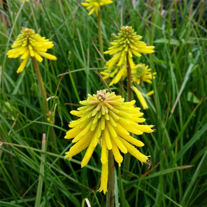 Fackellilie\u0020\u0028Kniphofia\u0029\u0020Banana\u0020Popsicle