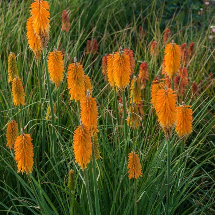 Fackellilie\u0020\u0028Kniphofia\u00A0\u0029\u0020Mango\u0020Popsicle