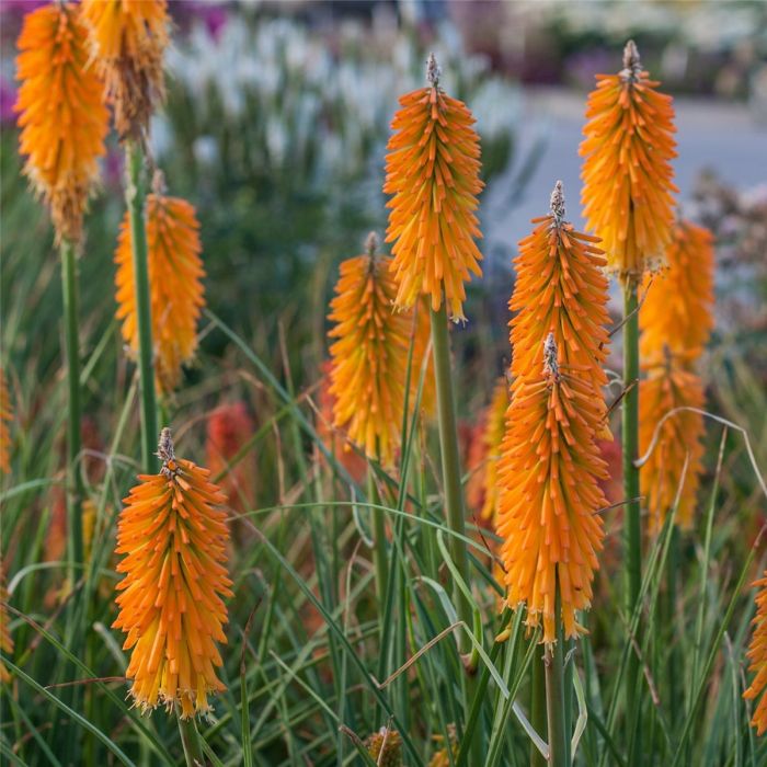 Fackellilie\u0020\u0028Kniphofia\u00A0\u0029\u0020Mango\u0020Popsicle