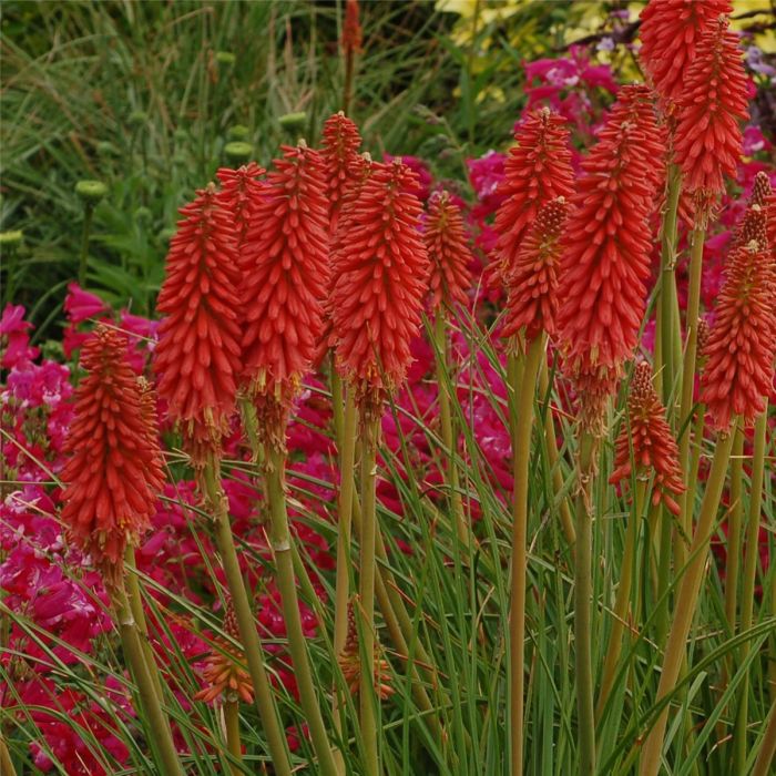 Fackellilie\u0020\u0028Kniphofia\u00A0\u0029\u0020Redhot\u0020Popsicle