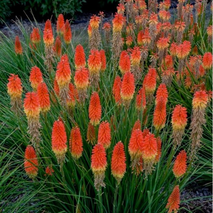 Fackellilie\u0020\u0028Kniphofia\u0020Pyromania\u0029\u0020Backdraft