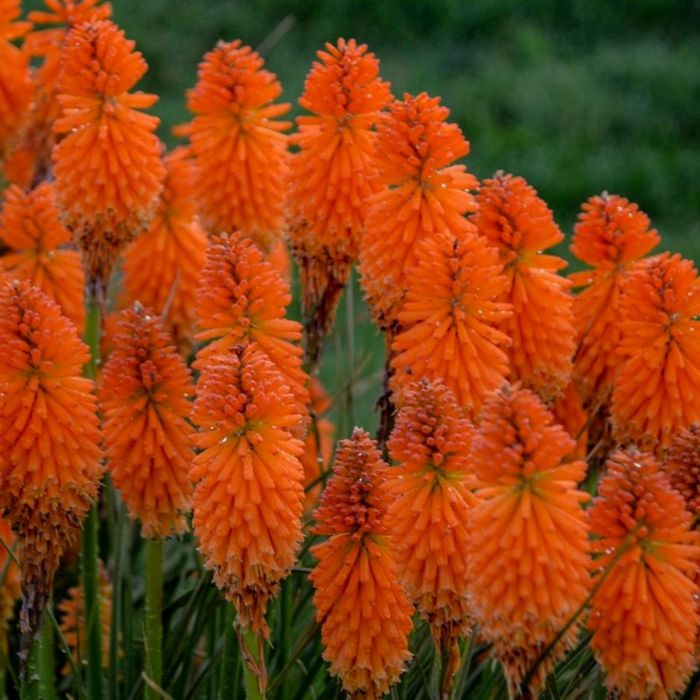 Fackellilie\u0020\u0028Kniphofia\u0020Pyromania\u0029\u0020Orange\u0020Blaze