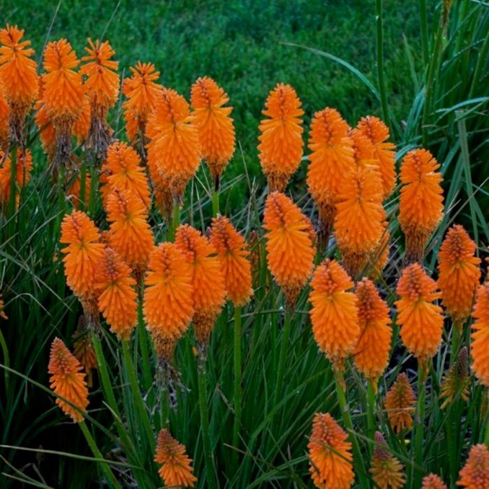 Fackellilie\u0020\u0028Kniphofia\u0020Pyromania\u0029\u0020Orange\u0020Blaze
