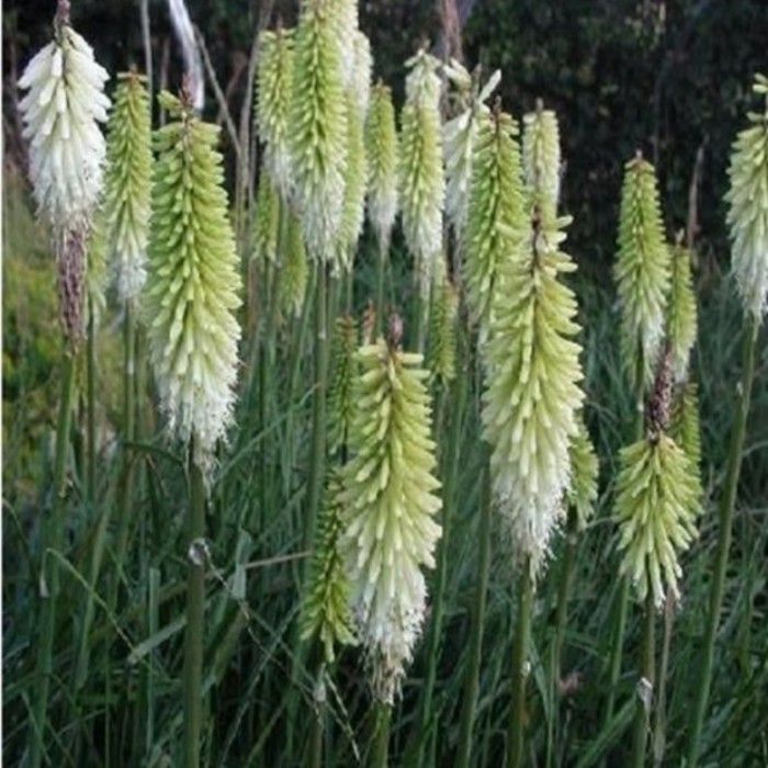 Wei\u00DFe\u0020Fackellilie\u0020\u0028Kniphofia\u0020hybride\u0029\u0020Ice\u0020Queen