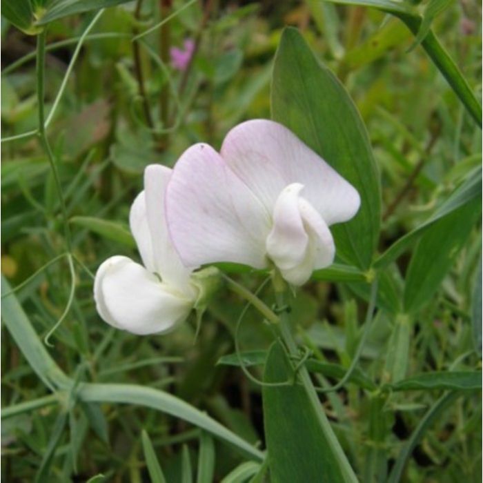 Staudenwicke\u0020\u0028Lathyrus\u0020latifolius\u0029\u0020wei\u00DF
