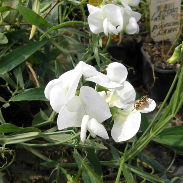 Staudenwicke\u0020\u0028Lathyrus\u0020latifolius\u0029\u0020wei\u00DF