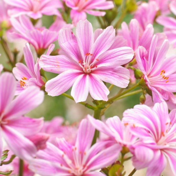 Bitterwurz\u0020\u0028Lewisia\u0029\u0020Safira\u0020Pink