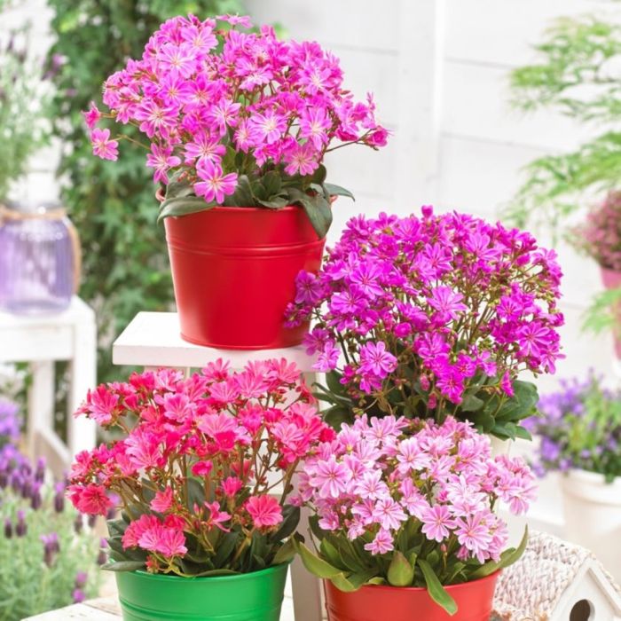 Bitterwurz\u0020\u0028Lewisia\u0029\u0020Safira\u0020Pink