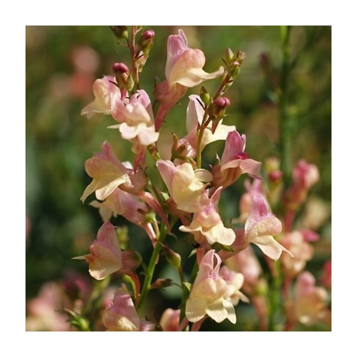 Hohes\u0020Leinkraut\u0020\u0028Linaria\u0020hybride\u0029\u0020Peachy