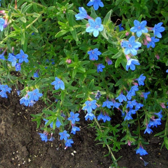 Steinsame\u0020\u0028Lithodora\u0020diffusa\u0029\u0020Heavenly\u0020Blue