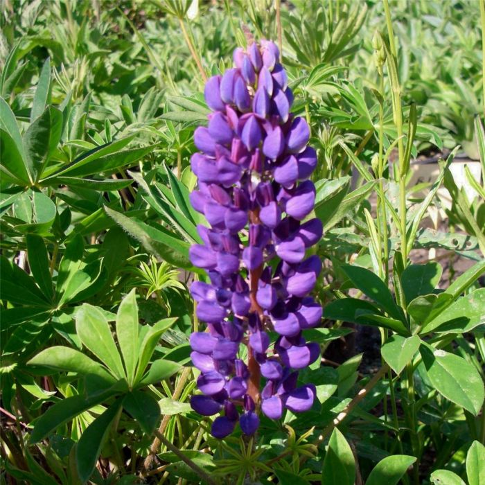 Lupine\u0020\u0028Lupinus\u0020nanus\u0029\u0020Gallery\u0020Blau\u00A0