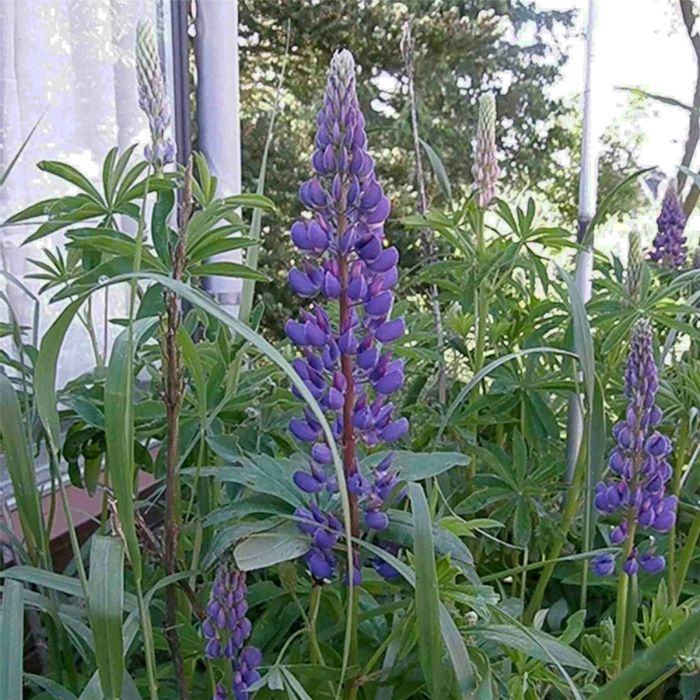 Lupine\u0020\u0028Lupinus\u0020nanus\u0029\u0020Gallery\u0020Blau\u00A0