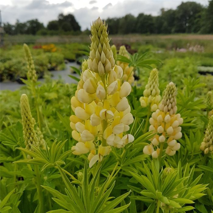 Lupine\u0020\u0020\u0028Lupinus\u0020nanus\u0020\u0029\u0020Gallery\u0020Gelb