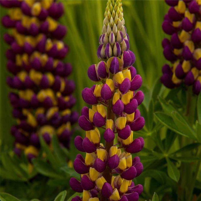 Hohe\u0020Vielbl\u00E4ttrige\u0020Lupine\u0020\u0028Lupinus\u0020polyphyllus\u0029\u0020West\u0020Country\u0020\u0027Manhattan\u0020Lights\u00AE\u0027