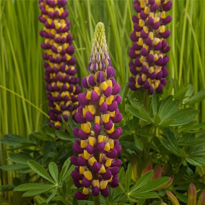 Hohe\u0020Vielbl\u00E4ttrige\u0020Lupine\u0020\u0028Lupinus\u0020polyphyllus\u0029\u0020West\u0020Country\u0020\u0027Manhattan\u0020Lights\u00AE\u0027