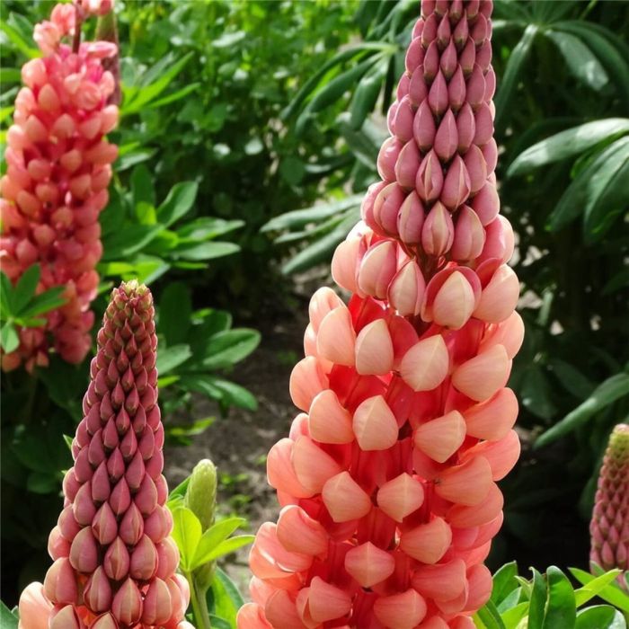 Hohe\u0020Vielbl\u00E4ttrige\u0020Lupine\u0020\u0028Lupinus\u0020polyphyllus\u0029\u0020West\u0020Country\u0020\u0027Salmon\u0020Star\u00AE\u0027