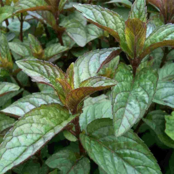 Schokoladenminze\u0020\u0028Mentha\u0020x\u0020piperita\u0020chocolate\u0029\u0020