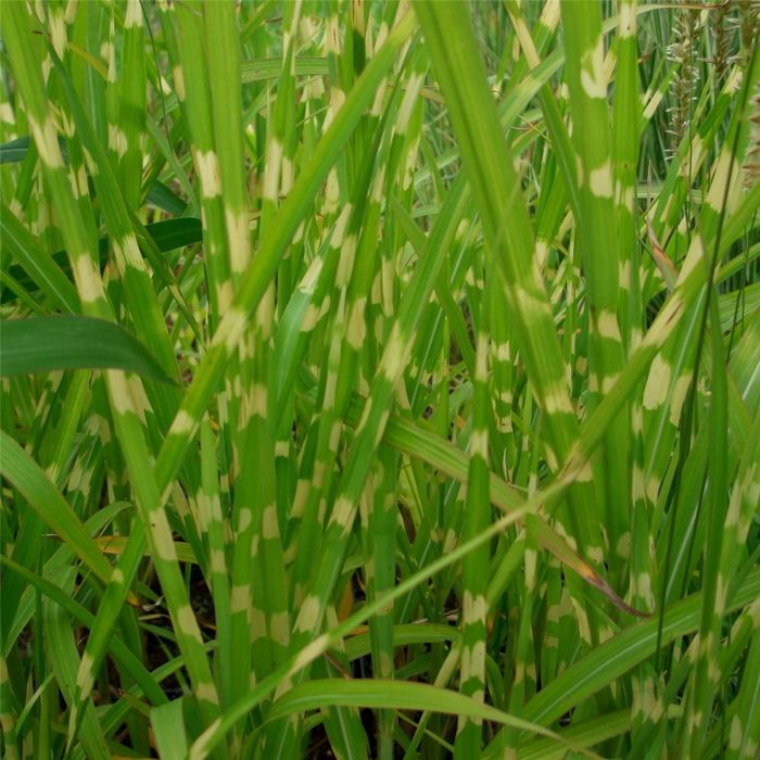 Stachelschweingras\u0020\u002F\u0020Zebraschilf\u0020\u0028Miscanthus\u0020sinensis\u0029\u0020Strictus