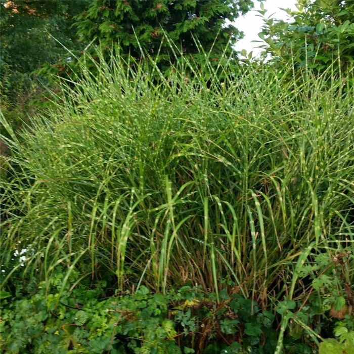 Stachelschweingras\u0020\u002F\u0020Zebraschilf\u0020\u0028Miscanthus\u0020sinensis\u0029\u0020Strictus