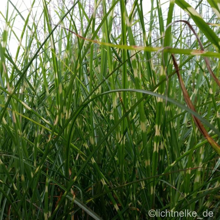 Zebraschilf\u0020\u0028Miscanthus\u0020sinensis\u0029\u0020ZEBRINUS