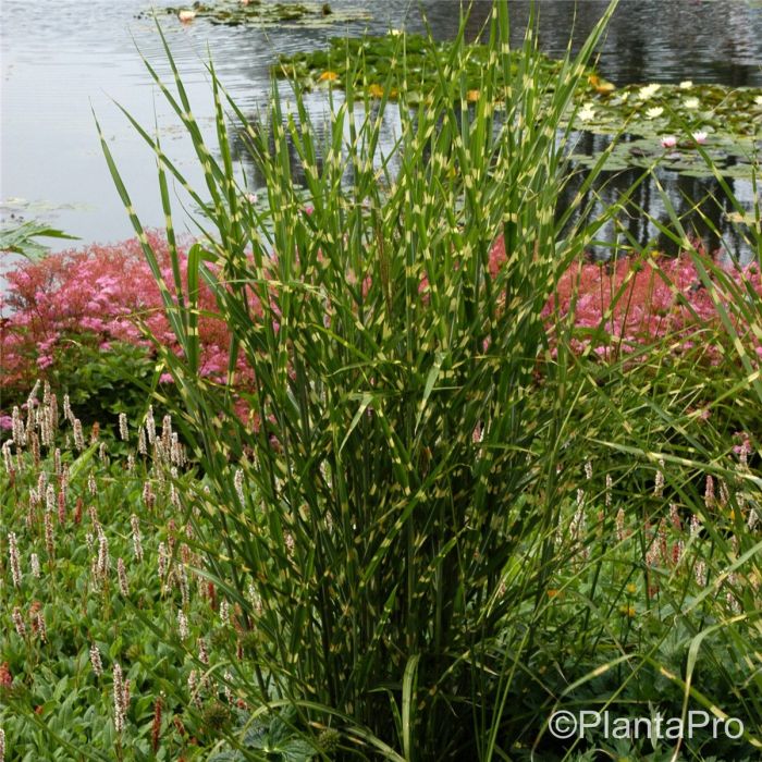 Zebraschilf\u0020\u0028Miscanthus\u0020sinensis\u0029\u0020ZEBRINUS