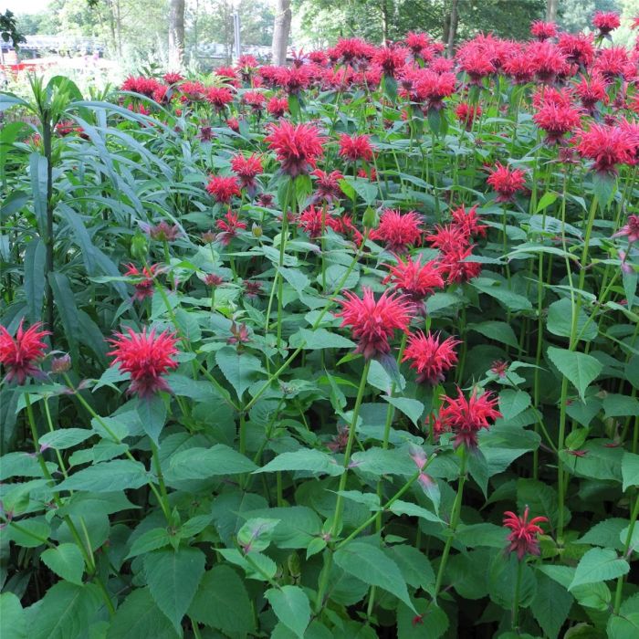 Indianernessel\u0020\u0028Monarda\u0020Hybride\u0020\u0029\u0020Gardenview\u0020Scarlett