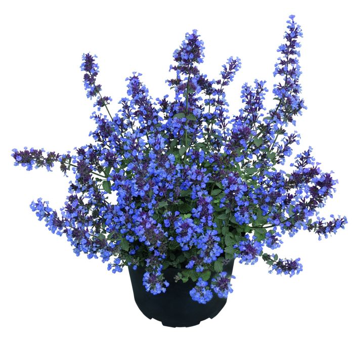 Katzenminze\u0020\u0028Nepeta\u0020hybride\u0029\u0020Purrsian\u0020Blue