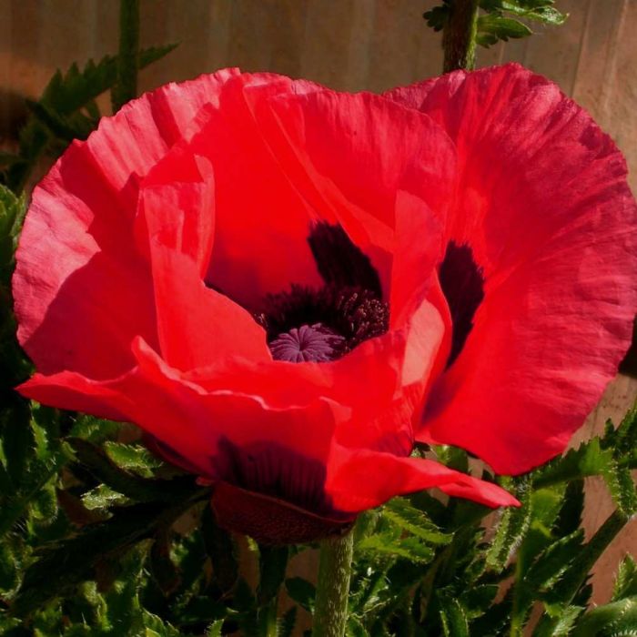 T\u00FCrkischer\u0020Mohn\u0020\u0028Papaver\u0020orientale\u0020\u0029\u0020Beauty\u0020of\u0020Livermere\u0020