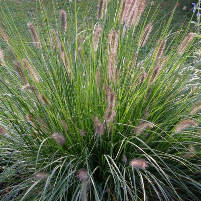 Lampenputzergras\u0020\u0028Pennisetum\u0020alopecuroides\u0020\u0029\u0020Hameln
