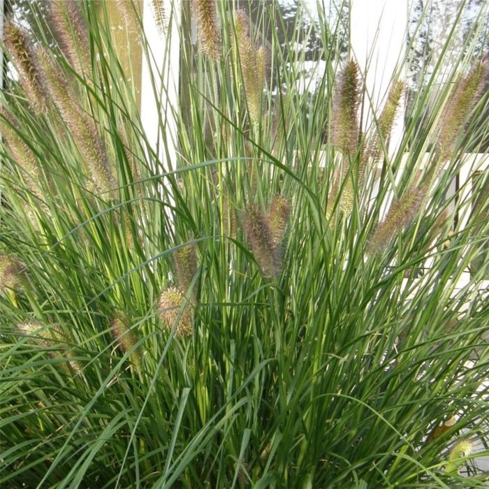 Lampenputzergras\u0020\u0028Pennisetum\u0020alopecuroides\u0020\u0029\u0020Hameln