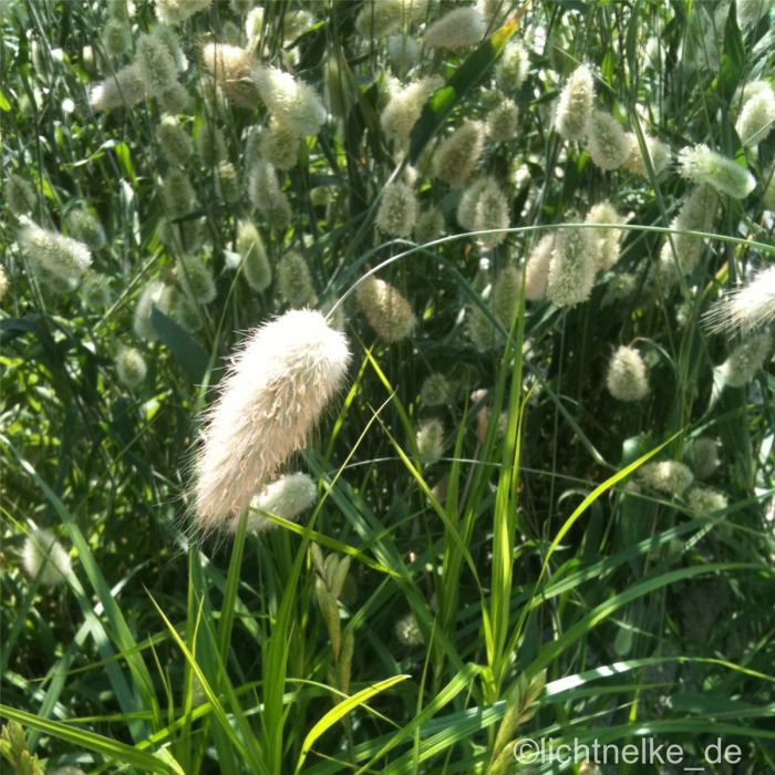 Zwerg\u002DLampenputzergras\u0020\u0028Pennisetum\u0020alopecuroides\u0029\u0020Little\u0020Bunny
