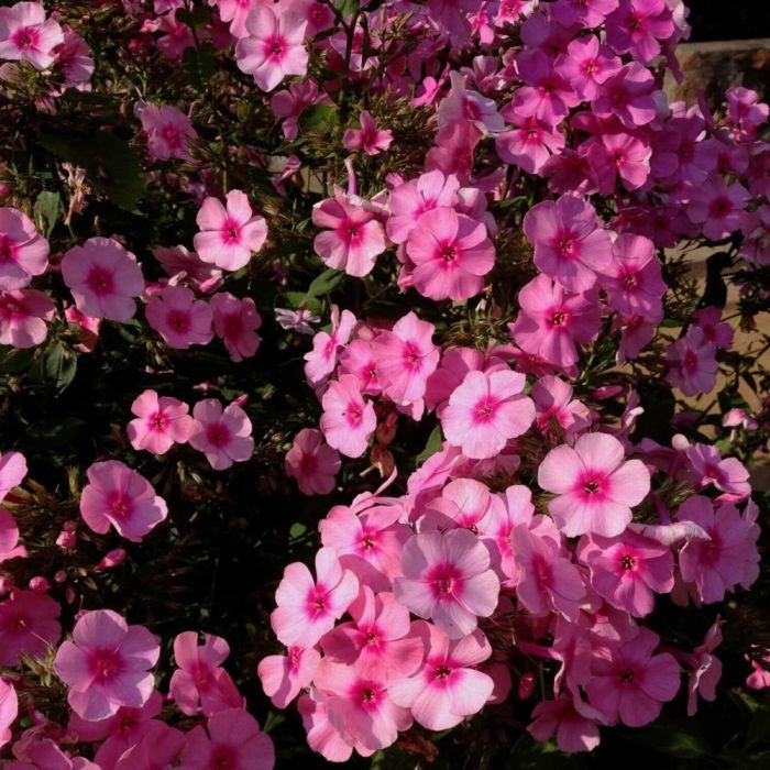 10\u0020St\u00FCck\u0020Pflanzen\u0020Flammenblume\u0020\u0028\u0020Phlox\u0020\u0029\u0020\u0028Mix\u0029\u0020