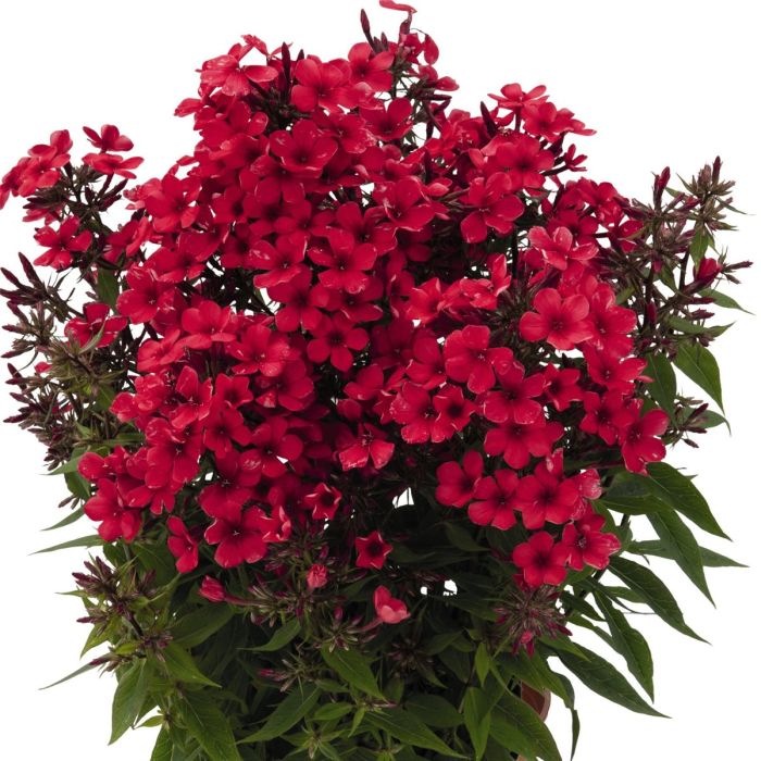 Flammenblume\u0020\u0028Phlox\u0020paniculata\u0029\u0020Early\u0020Red