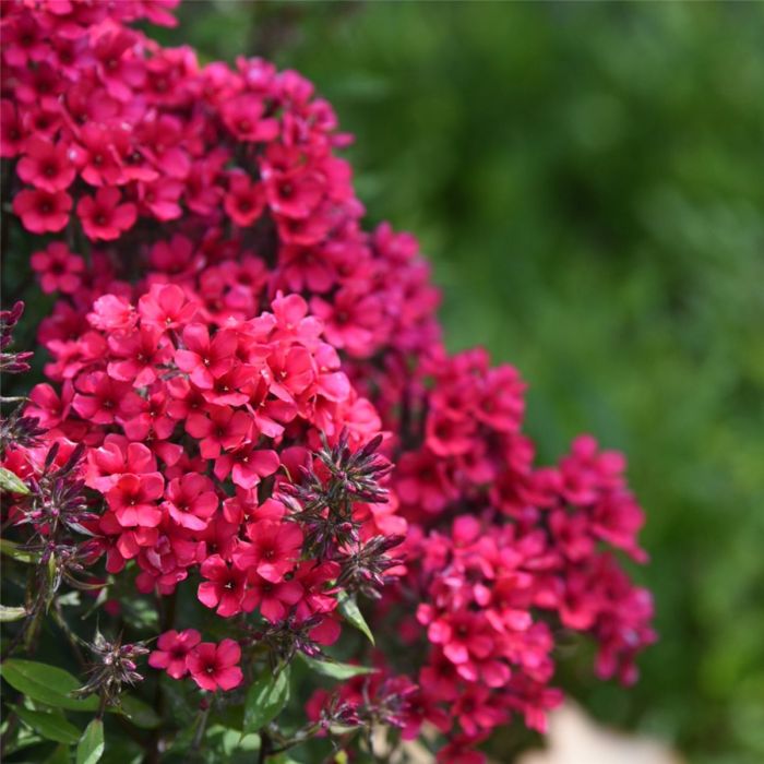 Flammenblume\u0020\u0028Phlox\u0020paniculata\u0029\u0020Early\u0020Red