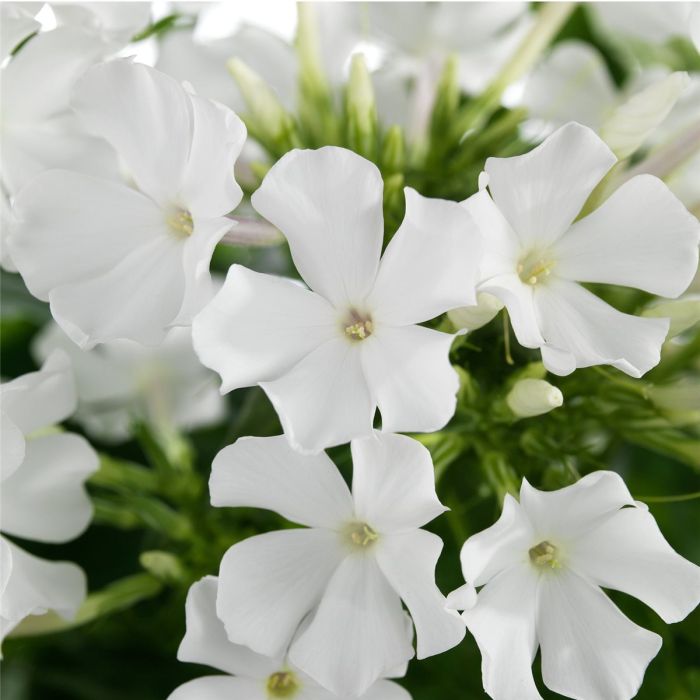 Flammenblume\u0020\u0028Phlox\u0020paniculata\u0029\u0020Early\u0020White