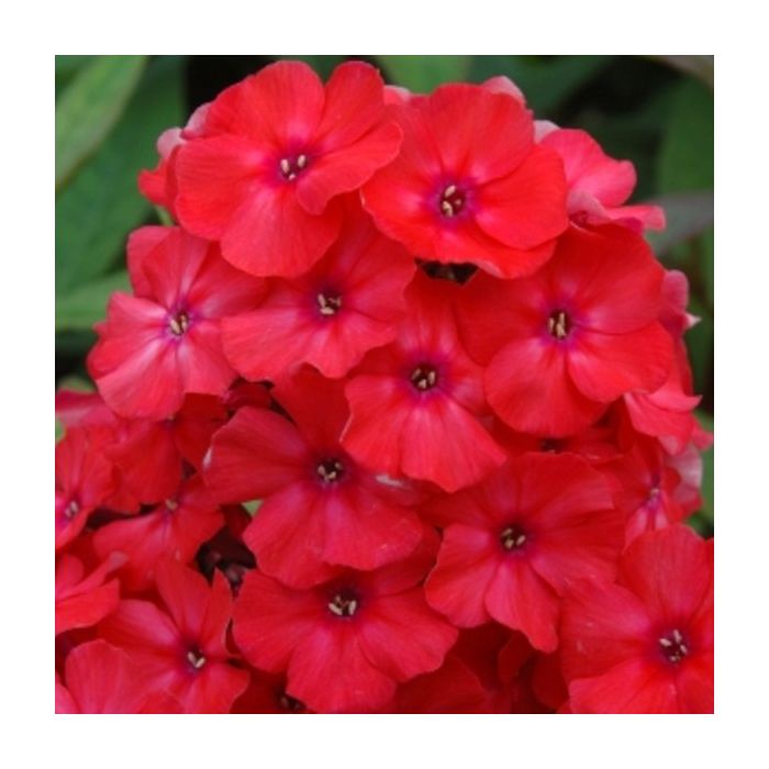 Flammenblume\u0020\u0028Phlox\u0020paniculata\u0029\u0020Orange\u0020Perfection