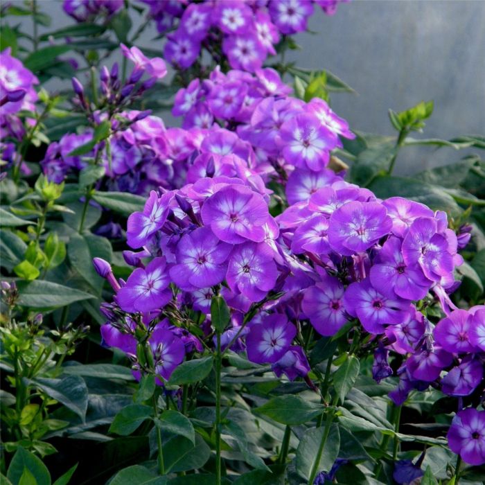 10\u0020St\u00FCck\u0020Pflanzen\u0020Flammenblume\u0020\u0028\u0020Phlox\u0020\u0029\u0020\u0028Mix\u0029\u0020