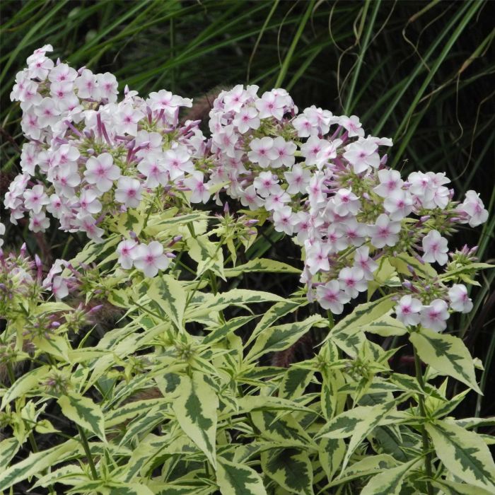Panaschierte\u0020Flammenblume\u0020\u0028Phlox\u0020paniculata\u0029\u0020Creme\u0020de\u0020Menthe