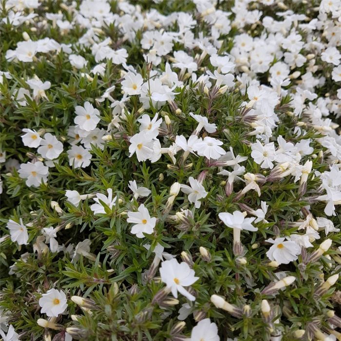 Polsterphlox\u0020\u0028Phlox\u0020subulata\u0020\u0029\u0020Alba